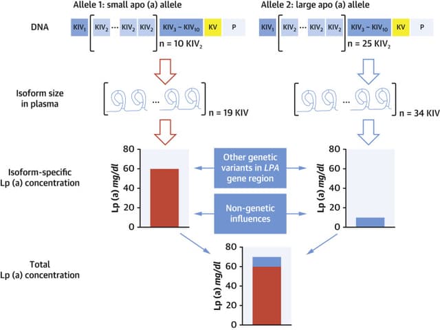 How Genetics and Lp(a) Shape Your Heart Attack Risk